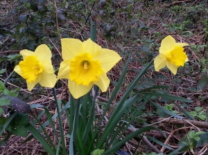 20150313_082637