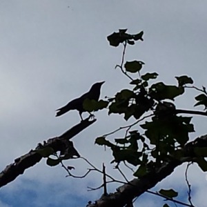 crow 3