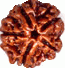 5mukhi