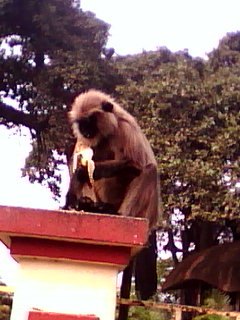 হনুমান