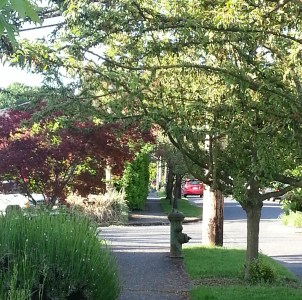 walkway of flowering trees