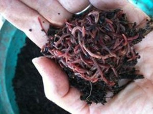 Worm composting