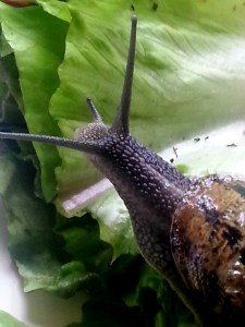 snail