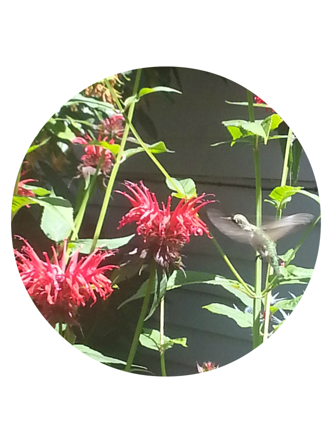 hummingbird in bee balm