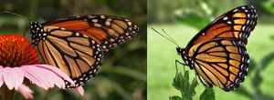 Monarch_Viceroy_Mimicry_Comparison