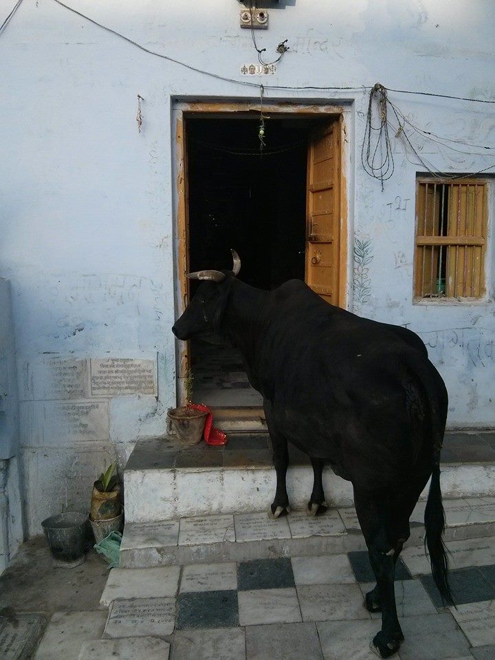 11050274_1050221428339360_1254897754168294039_n