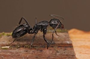 800px-Shattuck_54238,_Camponotus,_Danum_Valley,_Sabah-web_(5042361317)_(2)