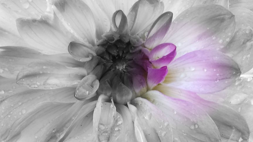 Focal Black and White