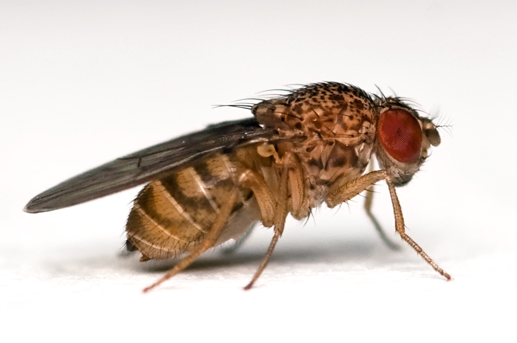 Drosophila_repleta_lateral