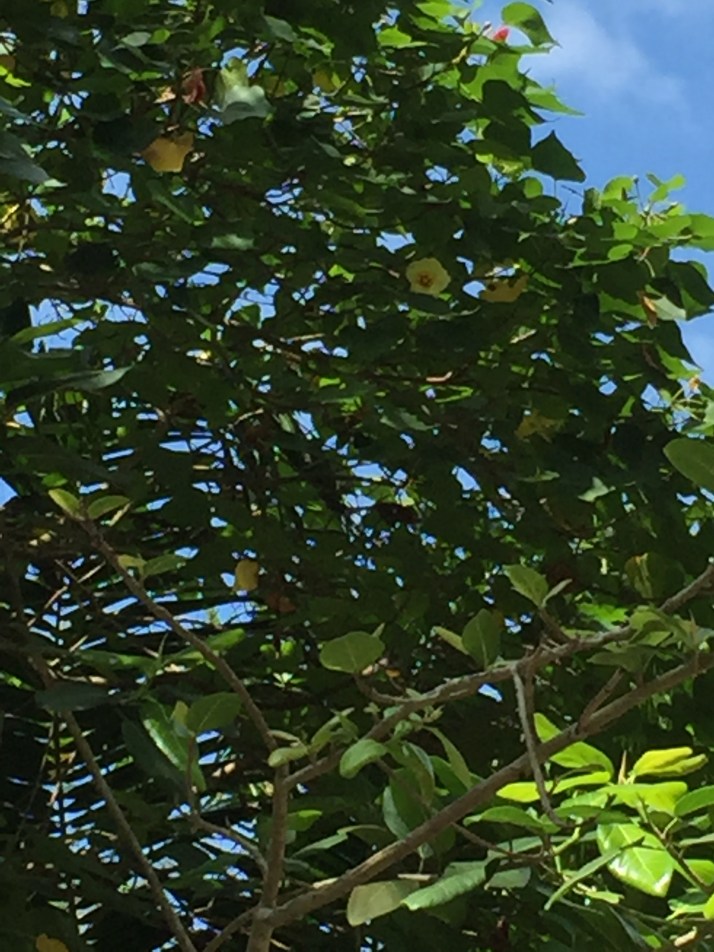 Notice the solitary flower in the tree.