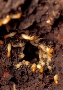 Damage to a nest of Formosan subterranean termites brings hoards of workers and soldiers with dark, oval shaped heads scrambling to repair the hole. Termites shown about 4 times actual size. USDA photo by Scott Bauer.