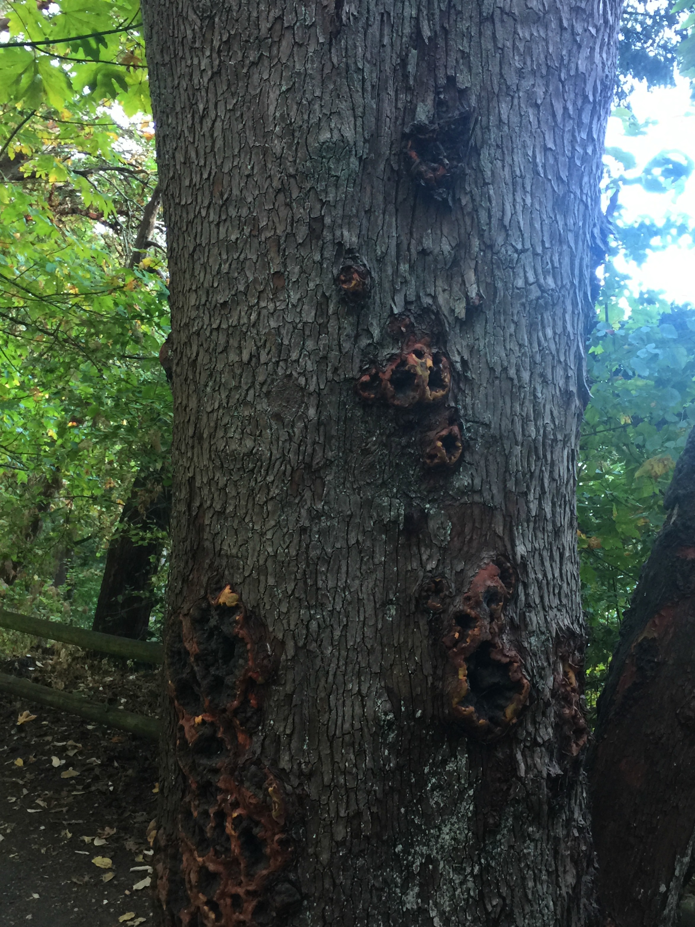 A Fascinating Pacific Madrone Tree – Living, Learning and Letting Go