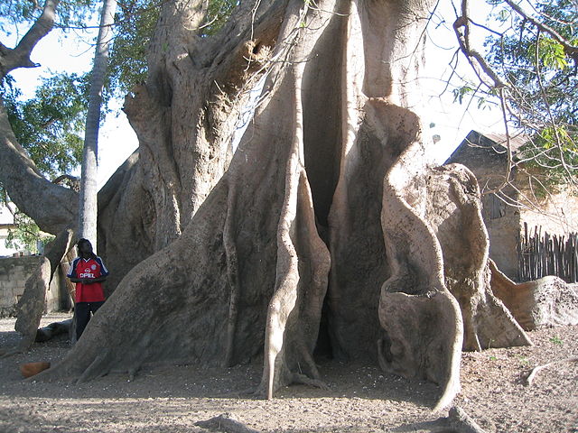 Photo Credit: Wikipedia