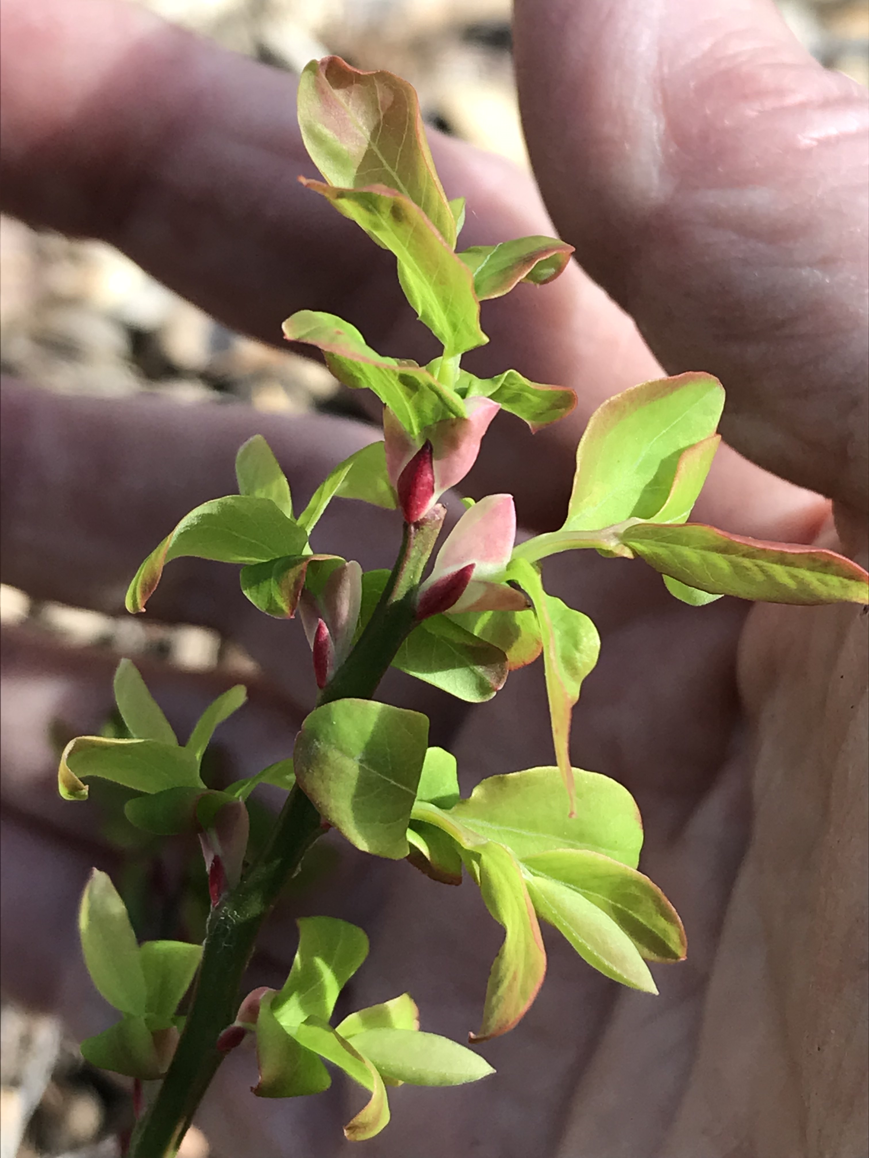 This image has an empty alt attribute; its file name is img_3437.jpg